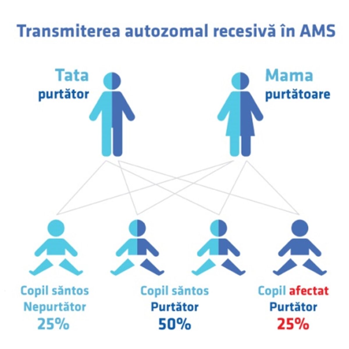 Transmiterea autozomal recesivă in AMS